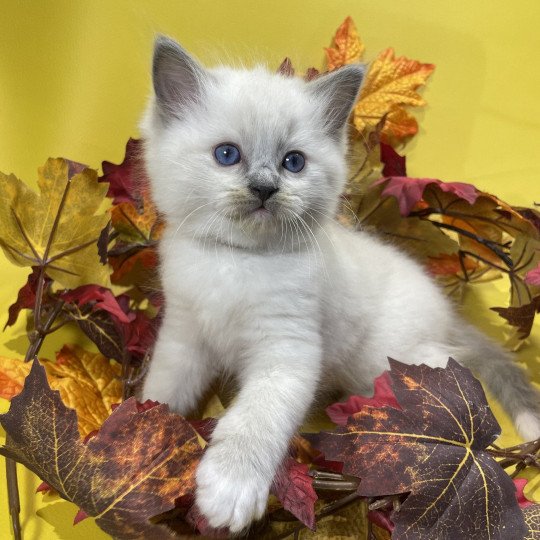 chaton Ragdoll blue point mitted Brun Les Ragdolls de la Croisette