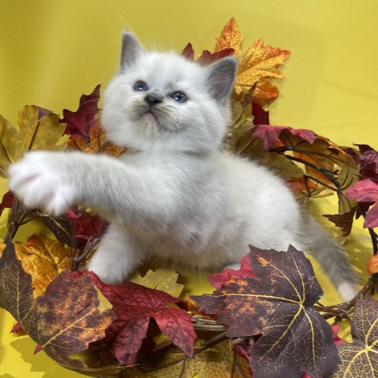 chaton Ragdoll blue point mitted Brun Les Ragdolls de la Croisette