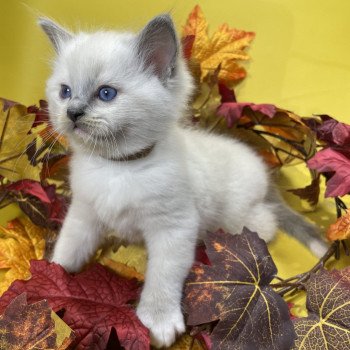 chaton Ragdoll blue point mitted Brun Les Ragdolls de la Croisette