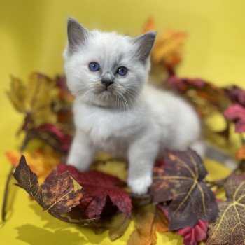 chaton Ragdoll blue point mitted Brun Les Ragdolls de la Croisette