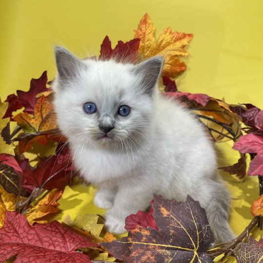 chaton Ragdoll blue point mitted Brun Les Ragdolls de la Croisette