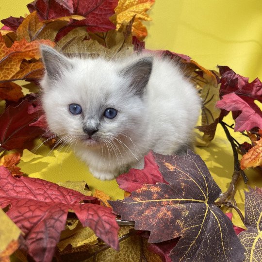 chaton Ragdoll blue point mitted Brun Les Ragdolls de la Croisette