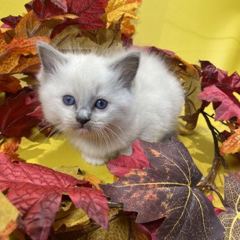 chaton Ragdoll blue point mitted Brun Les Ragdolls de la Croisette