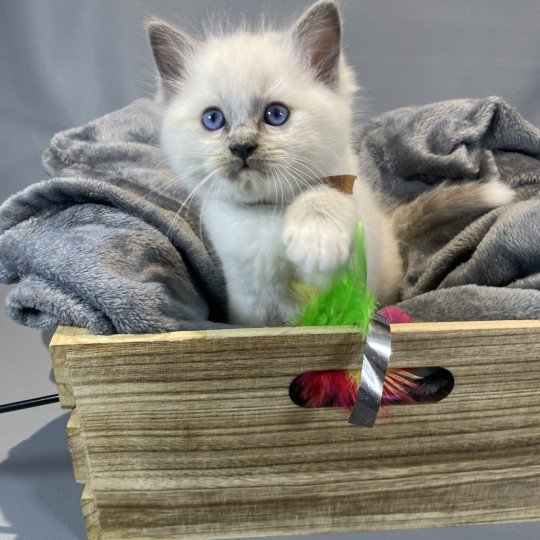 chaton Ragdoll blue point mitted Brun Les Ragdolls de la Croisette