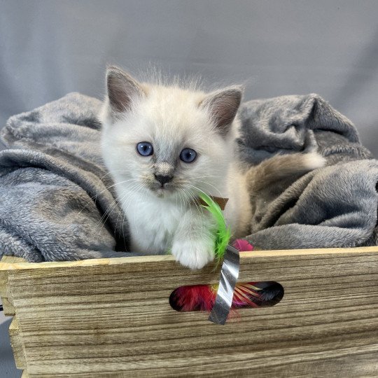 chaton Ragdoll blue point mitted Brun Les Ragdolls de la Croisette