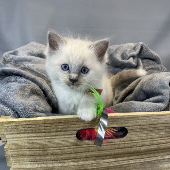 chaton Ragdoll blue point mitted Brun Les Ragdolls de la Croisette