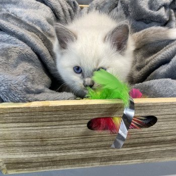 chaton Ragdoll blue point mitted Brun Les Ragdolls de la Croisette