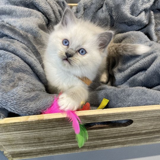 chaton Ragdoll blue point mitted Brun Les Ragdolls de la Croisette