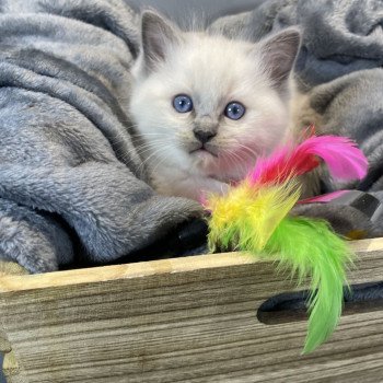 chaton Ragdoll blue point mitted Brun Les Ragdolls de la Croisette chaton Ragdoll blue point mitted Brun Les Ragdolls de la Croisette