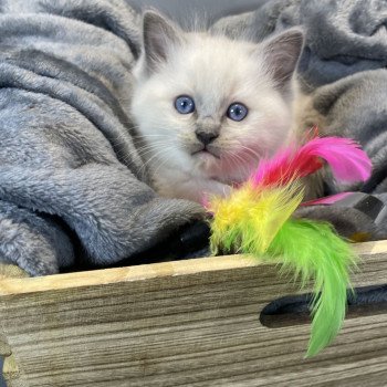 chaton Ragdoll blue point mitted Brun Les Ragdolls de la Croisette