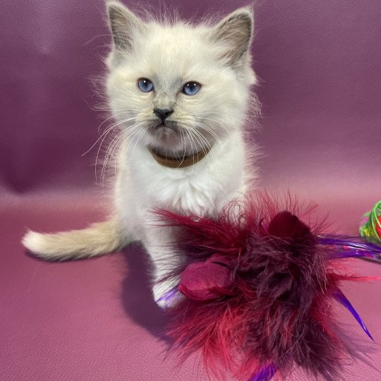 chaton Ragdoll blue point mitted Brun Les Ragdolls de la Croisette