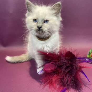 chaton Ragdoll blue point mitted Brun Les Ragdolls de la Croisette chaton Ragdoll blue point mitted Brun Les Ragdolls de la Croisette