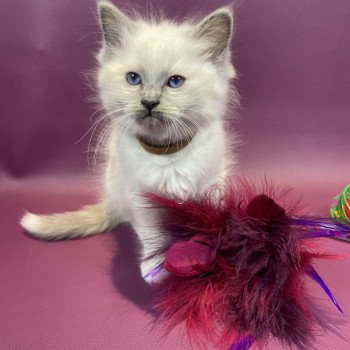 chaton Ragdoll blue point mitted Brun Les Ragdolls de la Croisette