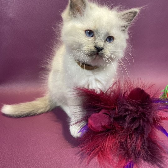 chaton Ragdoll blue point mitted Brun Les Ragdolls de la Croisette