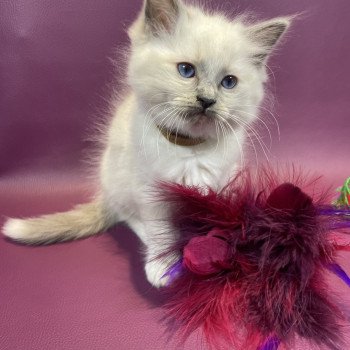 chaton Ragdoll blue point mitted Brun Les Ragdolls de la Croisette