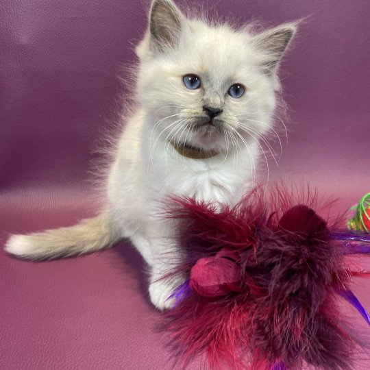 chaton Ragdoll blue point mitted Brun Les Ragdolls de la Croisette