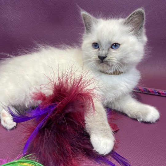 chaton Ragdoll blue point mitted Brun Les Ragdolls de la Croisette