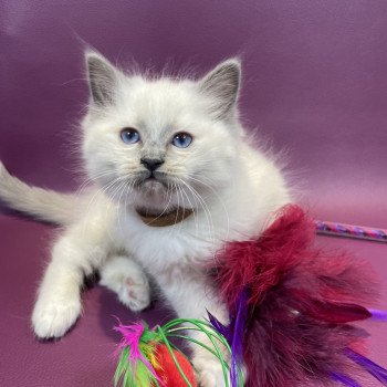 chaton Ragdoll blue point mitted Brun Les Ragdolls de la Croisette