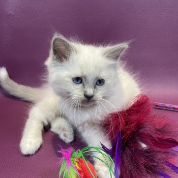 chaton Ragdoll blue point mitted Brun Les Ragdolls de la Croisette