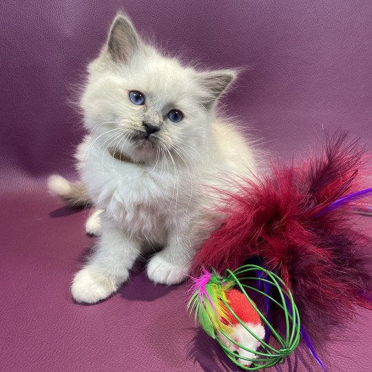 chaton Ragdoll blue point mitted Brun Les Ragdolls de la Croisette