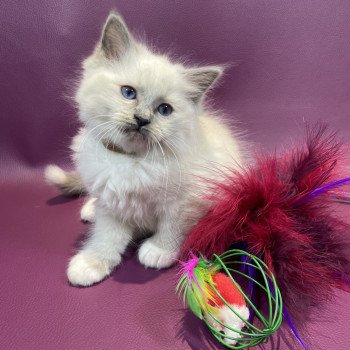 chaton Ragdoll blue point mitted Brun Les Ragdolls de la Croisette