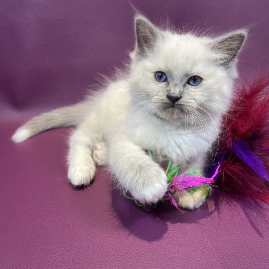 chaton Ragdoll blue point mitted Brun Les Ragdolls de la Croisette