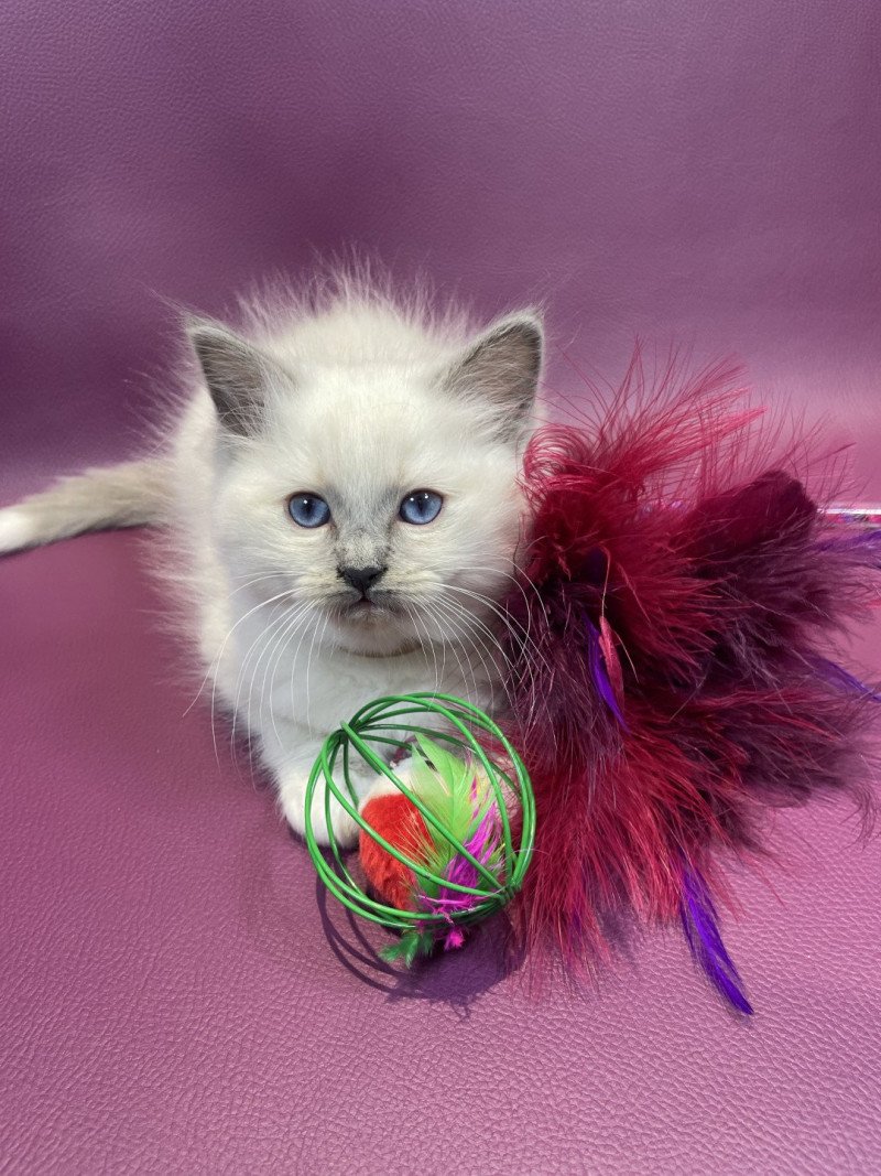 Uvé de la croisette De La Croisette Mâle Ragdoll