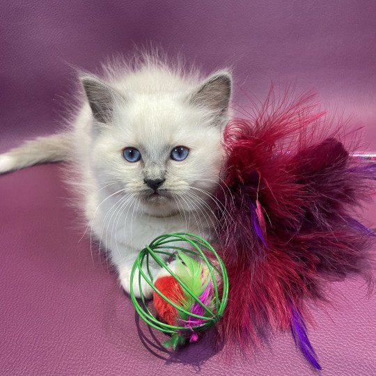 chaton Ragdoll blue point mitted Brun Les Ragdolls de la Croisette