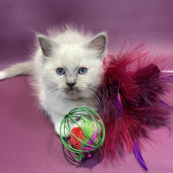 chaton Ragdoll blue point mitted Brun Les Ragdolls de la Croisette chaton Ragdoll blue point mitted Brun Les Ragdolls de la Croisette