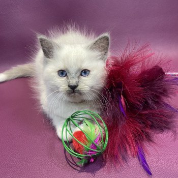 chaton Ragdoll blue point mitted Brun Les Ragdolls de la Croisette