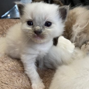 chaton Ragdoll blue point mitted Brun Les Ragdolls de la Croisette