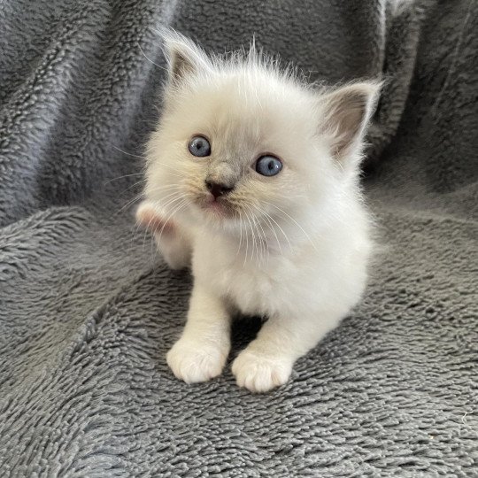 chaton Ragdoll blue point mitted Brun Les Ragdolls de la Croisette