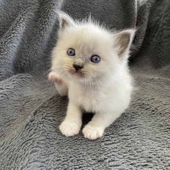 chaton Ragdoll blue point mitted Brun Les Ragdolls de la Croisette