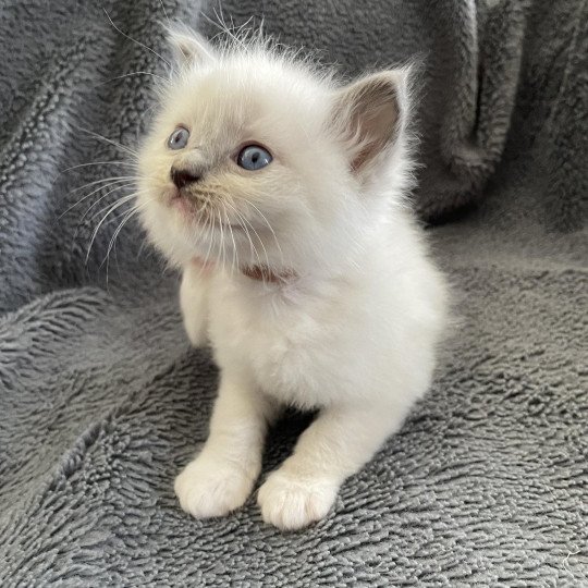 chaton Ragdoll blue point mitted Brun Les Ragdolls de la Croisette