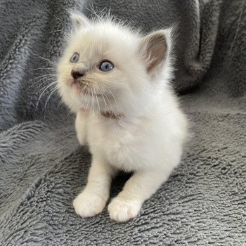 chaton Ragdoll blue point mitted Brun Les Ragdolls de la Croisette