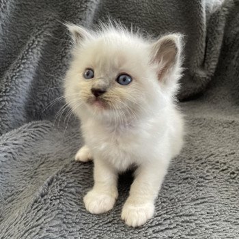 chaton Ragdoll blue point mitted Brun Les Ragdolls de la Croisette