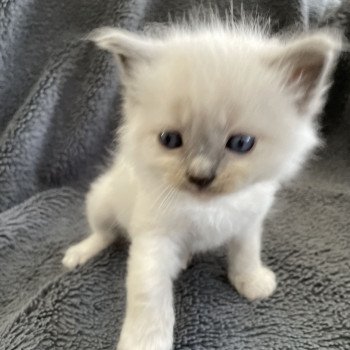 chaton Ragdoll blue point mitted Brun Les Ragdolls de la Croisette