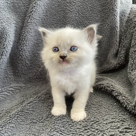 chaton Ragdoll blue point mitted Brun Les Ragdolls de la Croisette