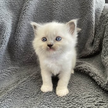 chaton Ragdoll blue point mitted Brun Les Ragdolls de la Croisette chaton Ragdoll blue point mitted Brun Les Ragdolls de la Croisette