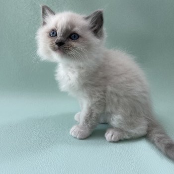chaton Ragdoll blue point mitted Upsa Les Ragdolls de la Croisette chaton Ragdoll blue point mitted Upsa Les Ragdolls de la Croisette