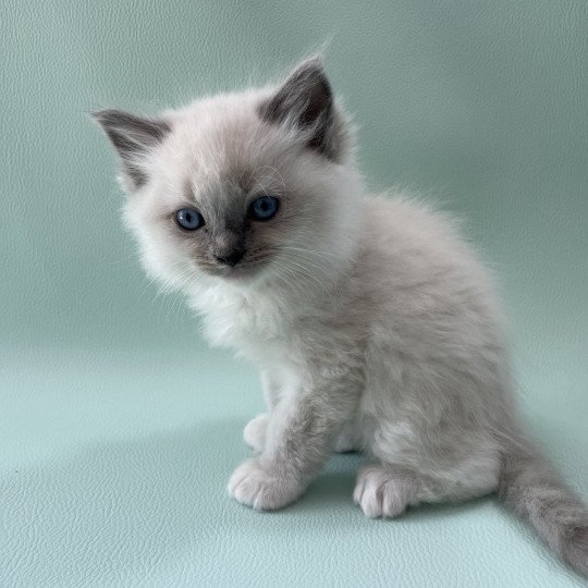 chaton Ragdoll blue point mitted Upsa Les Ragdolls de la Croisette