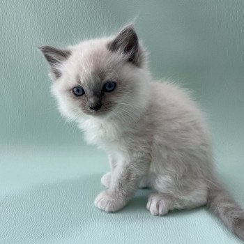 chaton Ragdoll blue point mitted Upsa Les Ragdolls de la Croisette