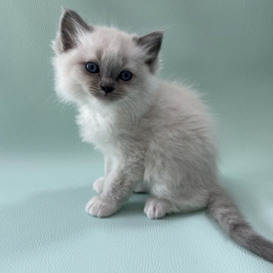 chaton Ragdoll blue point mitted Upsa Les Ragdolls de la Croisette