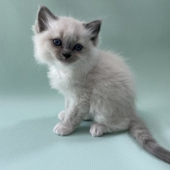 chaton Ragdoll blue point mitted Upsa Les Ragdolls de la Croisette