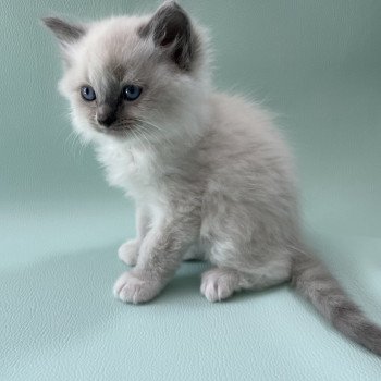 chaton Ragdoll blue point mitted Upsa Les Ragdolls de la Croisette