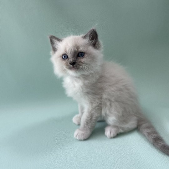 chaton Ragdoll blue point mitted Upsa Les Ragdolls de la Croisette