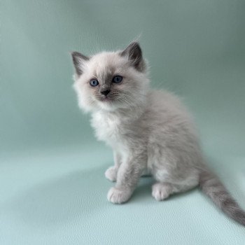 chaton Ragdoll blue point mitted Upsa Les Ragdolls de la Croisette