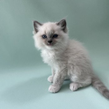 chaton Ragdoll blue point mitted Upsa Les Ragdolls de la Croisette chaton Ragdoll blue point mitted Upsa Les Ragdolls de la Croisette
