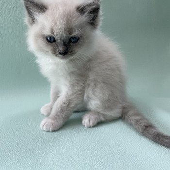 chaton Ragdoll blue point mitted Upsa Les Ragdolls de la Croisette