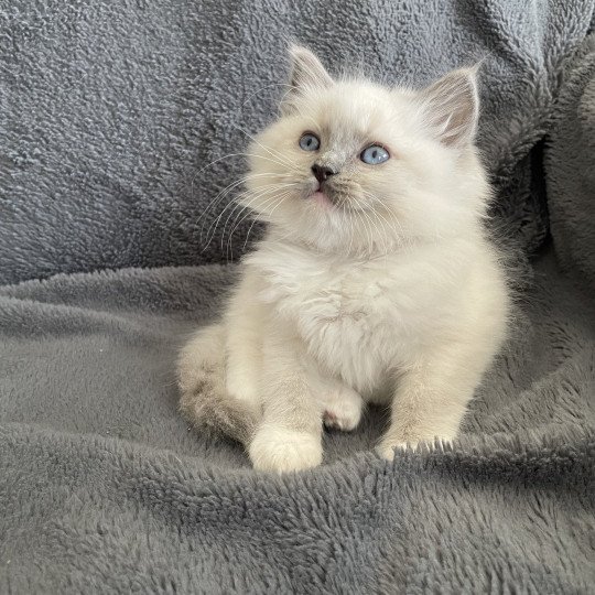 chaton Ragdoll blue point mitted Upsa Les Ragdolls de la Croisette